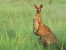 Kangaroo